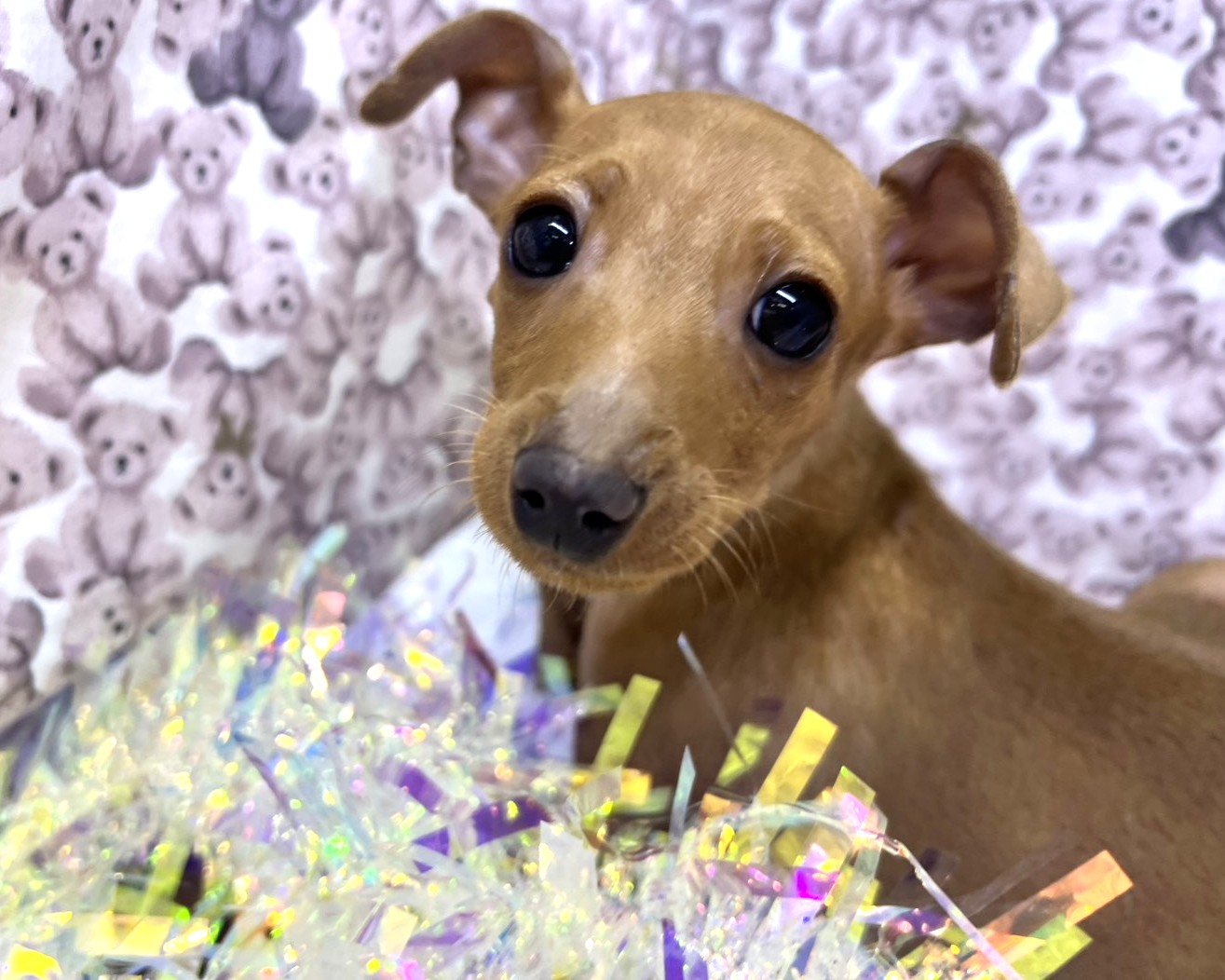 茨城県のミニチュアピンシャー (かねだいペットトライアル利根川/2025年10月23日生まれ/男の子/レッド)の子犬の1枚目の画像