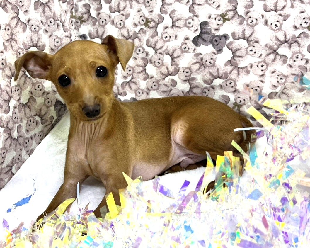 茨城県のミニチュアピンシャー (かねだいペットトライアル利根川/2025年10月23日生まれ/男の子/レッド)の子犬の2枚目の画像