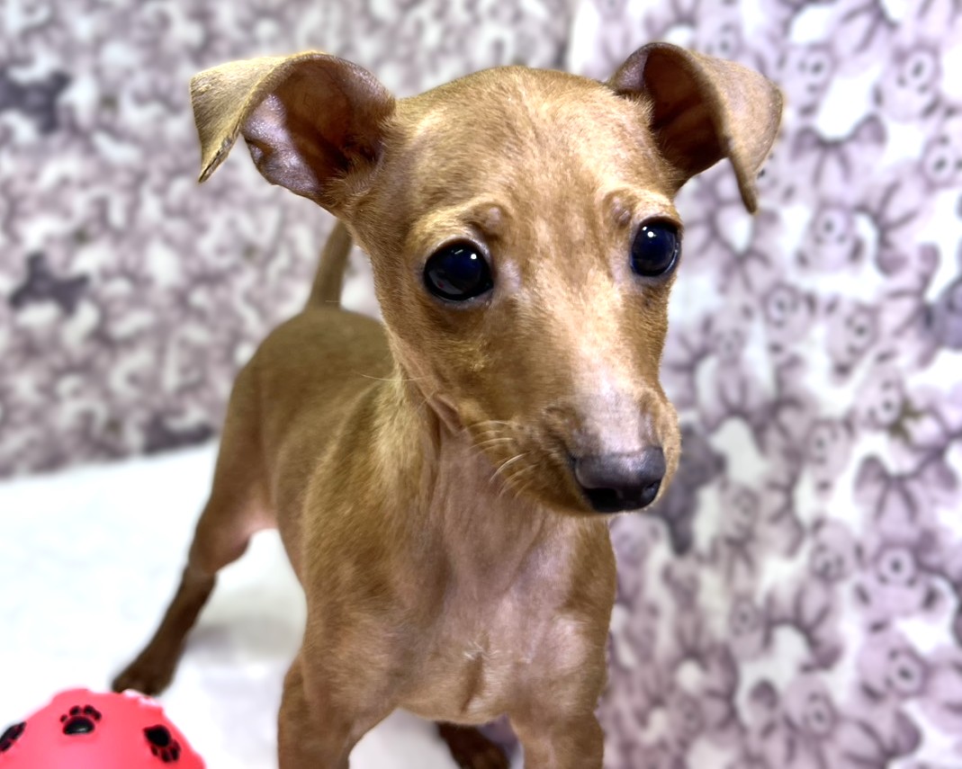 茨城県のミニチュアピンシャー (かねだいペットトライアル利根川/2025年10月23日生まれ/男の子/レッド)の子犬の3枚目の画像