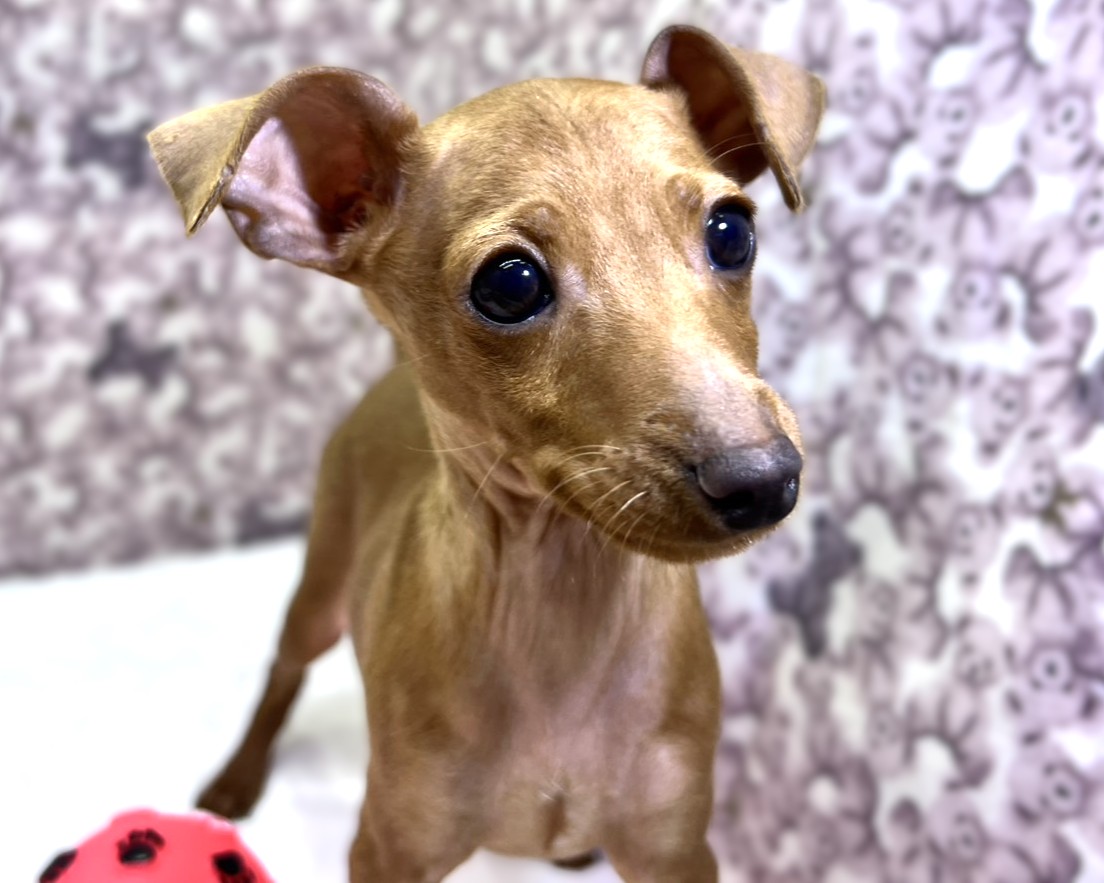 茨城県のミニチュアピンシャー (かねだいペットトライアル利根川/2025年10月23日生まれ/男の子/レッド)の子犬の4枚目の画像