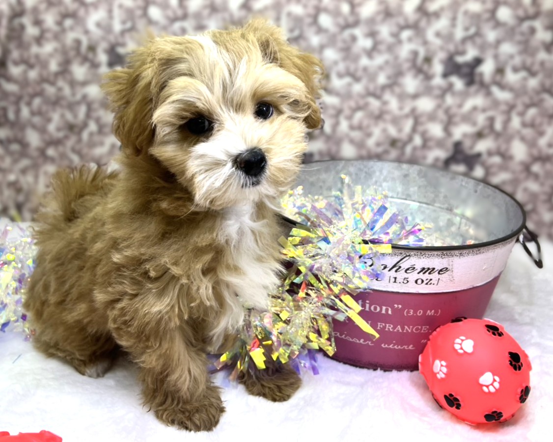 茨城県のマルプー(マルチーズ×プードル) (かねだいペットトライアル利根川/2025年11月16日生まれ/男の子/アプリコット)の子犬の1枚目の画像