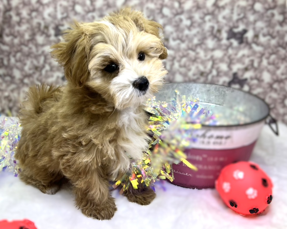 茨城県のマルプー(マルチーズ×プードル) (かねだいペットトライアル利根川/2025年11月16日生まれ/男の子/アプリコット)の子犬の2枚目の画像