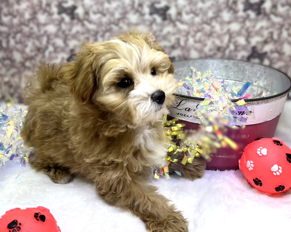 茨城県のマルプー(マルチーズ×プードル) (かねだいペットトライアル利根川/2025年11月16日生まれ/男の子/アプリコット)の子犬の3枚目の画像