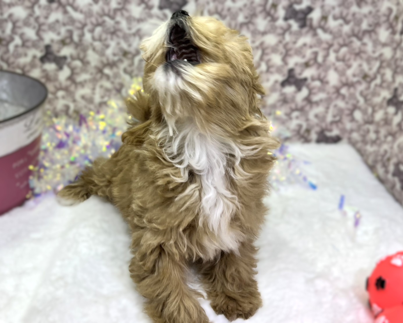 茨城県のマルプー(マルチーズ×プードル) (かねだいペットトライアル利根川/2025年11月16日生まれ/男の子/アプリコット)の子犬の4枚目の画像