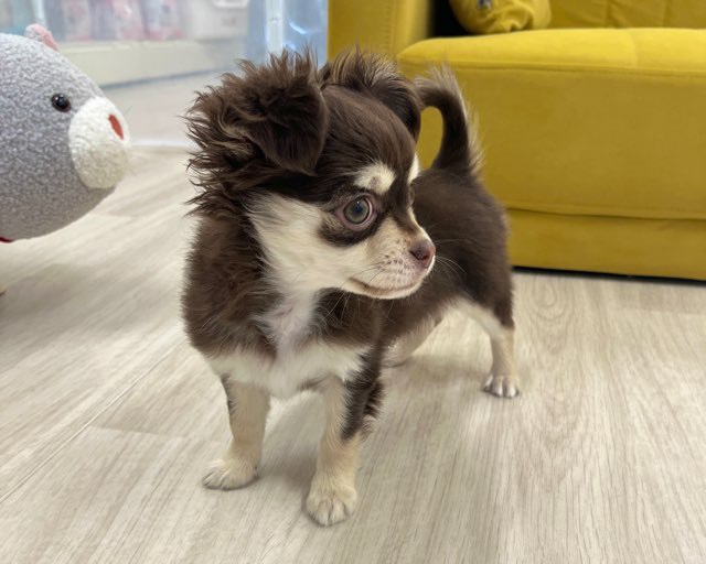 群馬県のチワワ(ロング) (かねだいペットトライアル前橋/2025年11月8日生まれ/女の子/チョコレートクリーム)の子犬の2枚目の画像