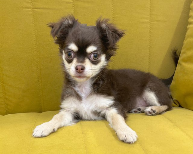 群馬県のチワワ(ロング) (かねだいペットトライアル前橋/2025年11月8日生まれ/女の子/チョコレートクリーム)の子犬の4枚目の画像