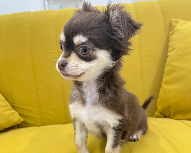 群馬県のチワワ(ロング) (かねだいペットトライアル前橋/2025年11月8日生まれ/女の子/チョコレートクリーム)の子犬の3枚目の画像