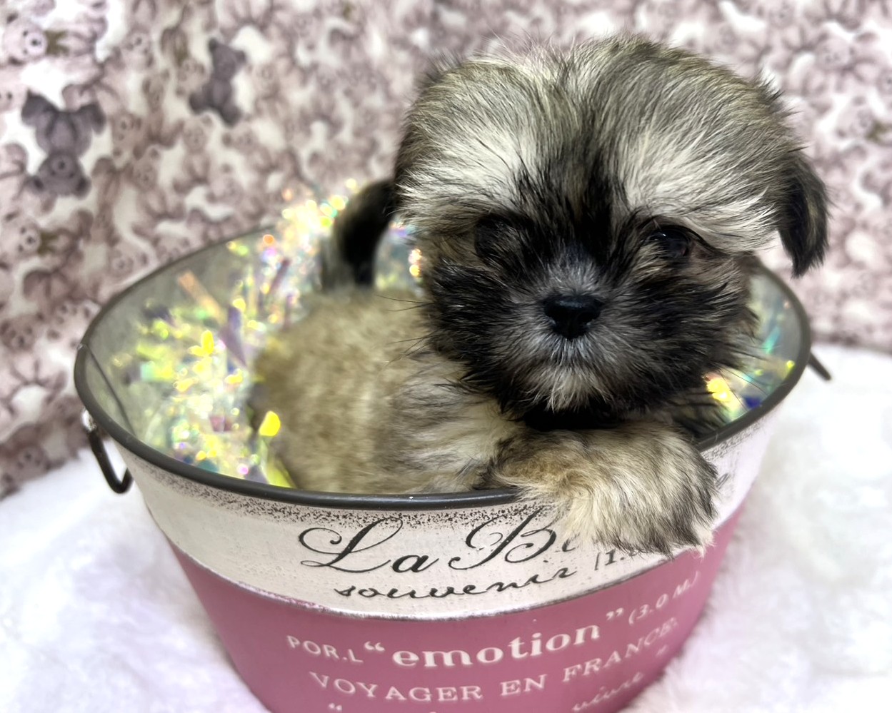 茨城県のマルズー/マルシーズ(マルチーズ×シーズー) (かねだいペットトライアル利根川/2025年12月6日生まれ/男の子/フォーン)の子犬の1枚目の画像