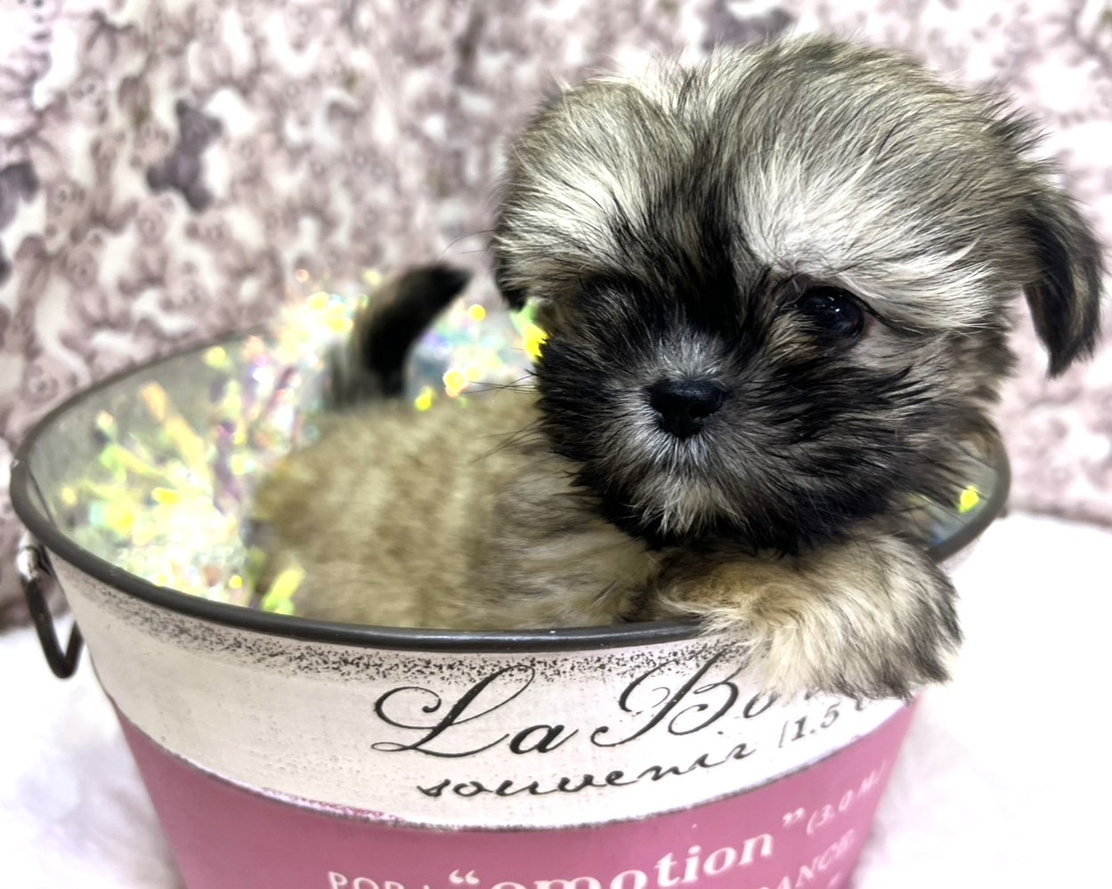 茨城県のマルズー/マルシーズ(マルチーズ×シーズー) (かねだいペットトライアル利根川/2025年12月6日生まれ/男の子/フォーン)の子犬の2枚目の画像