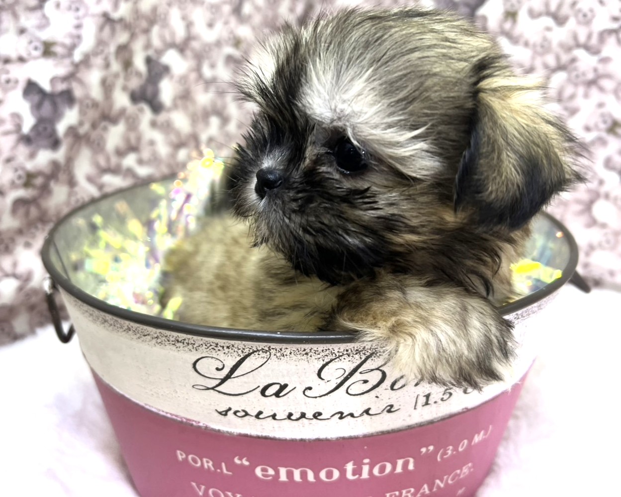 茨城県のマルズー/マルシーズ(マルチーズ×シーズー) (かねだいペットトライアル利根川/2025年12月6日生まれ/男の子/フォーン)の子犬の3枚目の画像