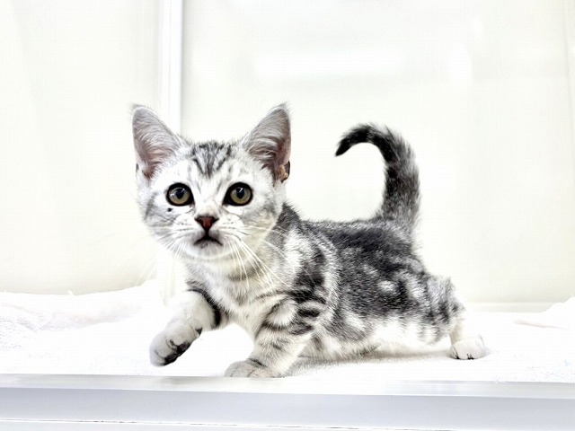 東京都のアメリカンショートヘアー (かねだい本町田店/2025年12月3日生まれ/男の子/シルバータビー)の子猫の1枚目の画像