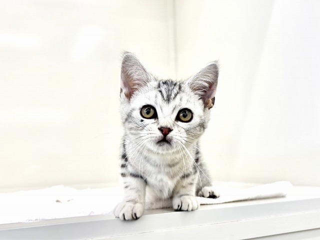 東京都のアメリカンショートヘアー (かねだい本町田店/2025年12月3日生まれ/男の子/シルバータビー)の子猫の2枚目の画像