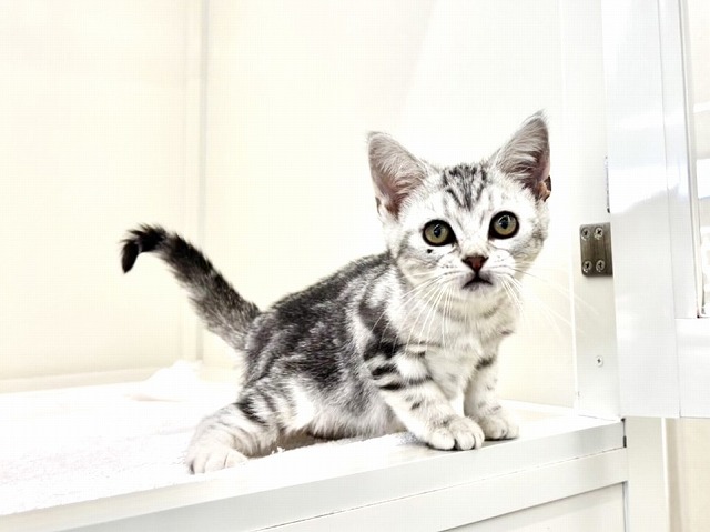 東京都のアメリカンショートヘアー (かねだい本町田店/2025年12月3日生まれ/男の子/シルバータビー)の子猫の3枚目の画像