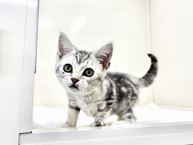 東京都のアメリカンショートヘアー (かねだい本町田店/2025年12月3日生まれ/男の子/シルバータビー)の子猫の4枚目の画像