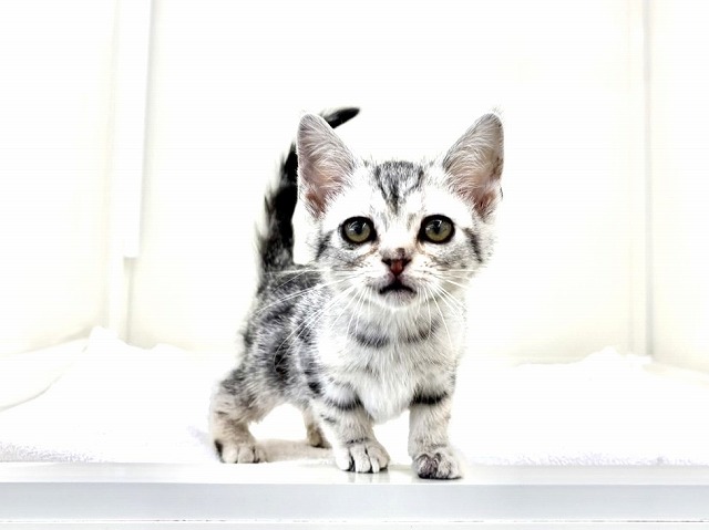 東京都のアメリカンショートヘアー (かねだい本町田店/2025年12月3日生まれ/女の子/シルバータビー)の子猫の1枚目の画像