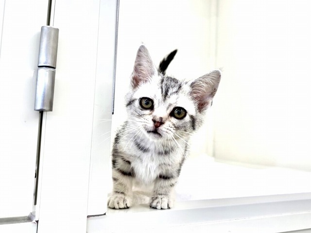 東京都のアメリカンショートヘアー (かねだい本町田店/2025年12月3日生まれ/女の子/シルバータビー)の子猫の2枚目の画像