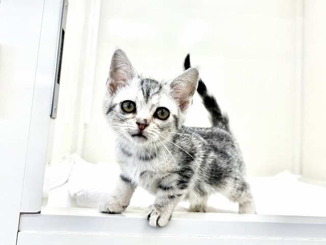 東京都のアメリカンショートヘアー (かねだい本町田店/2025年12月3日生まれ/女の子/シルバータビー)の子猫の3枚目の画像