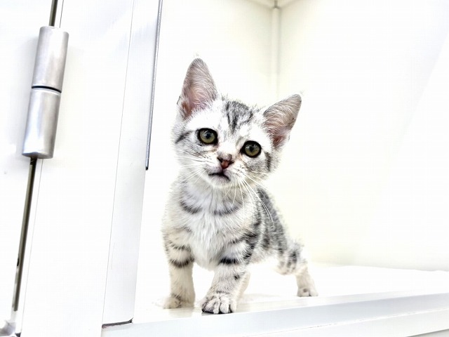 東京都のアメリカンショートヘアー (かねだい本町田店/2025年12月3日生まれ/女の子/シルバータビー)の子猫の4枚目の画像