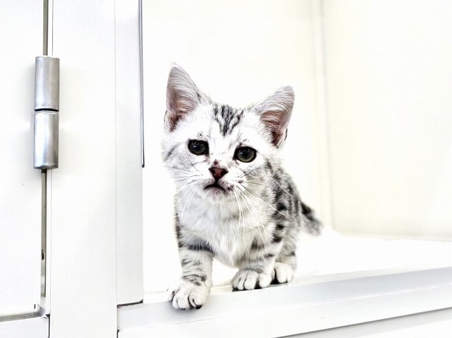 東京都のアメリカンショートヘアー (かねだい本町田店/2025年12月3日生まれ/男の子/シルバータビー)の子猫の1枚目の画像