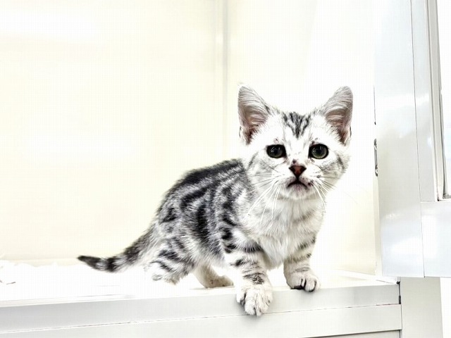 東京都のアメリカンショートヘアー (かねだい本町田店/2025年12月3日生まれ/男の子/シルバータビー)の子猫の2枚目の画像