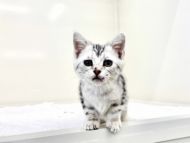 東京都のアメリカンショートヘアー (かねだい本町田店/2025年12月3日生まれ/男の子/シルバータビー)の子猫の4枚目の画像