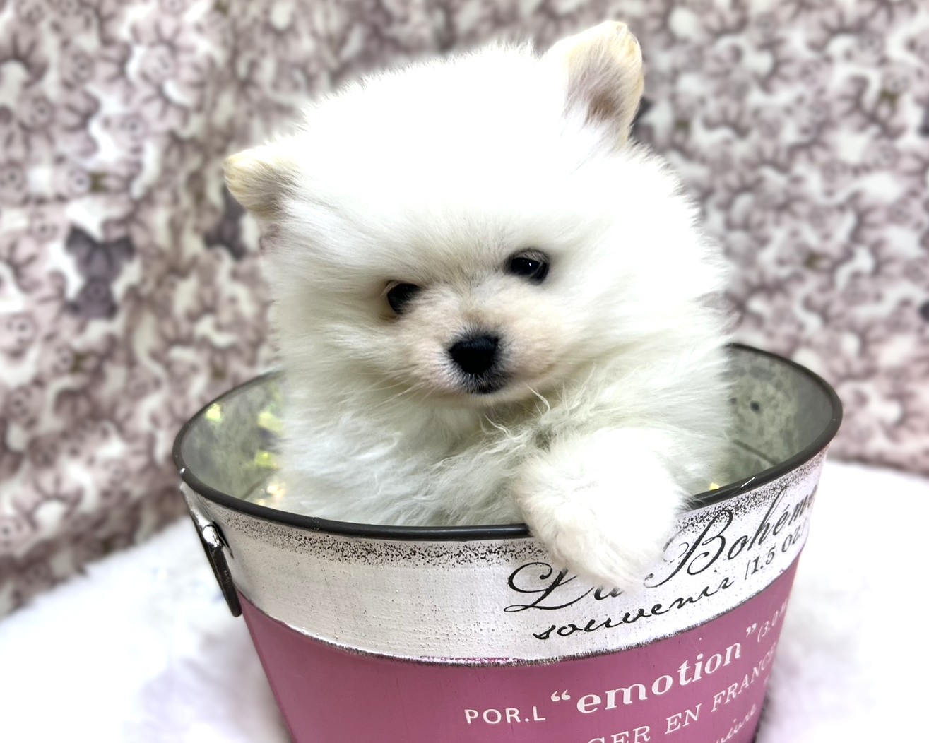 茨城県のポメラニアン (かねだいペットトライアル利根川/2025年12月6日生まれ/男の子/ホワイトクリーム)の子犬の1枚目の画像