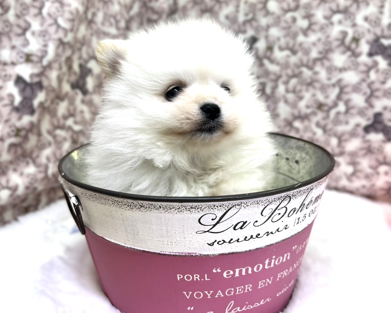 茨城県のポメラニアン (かねだいペットトライアル利根川/2025年12月6日生まれ/男の子/ホワイトクリーム)の子犬の2枚目の画像