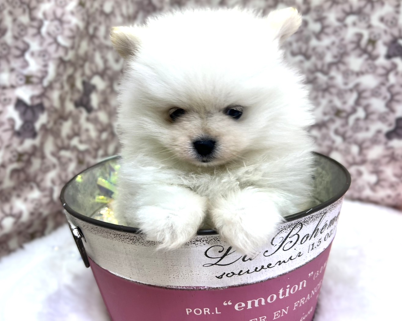 茨城県のポメラニアン (かねだいペットトライアル利根川/2025年12月6日生まれ/男の子/ホワイトクリーム)の子犬の3枚目の画像