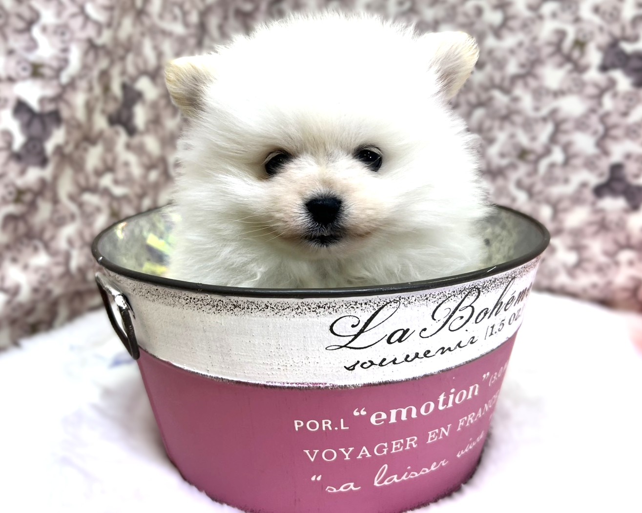 茨城県のポメラニアン (かねだいペットトライアル利根川/2025年12月6日生まれ/男の子/ホワイトクリーム)の子犬の4枚目の画像