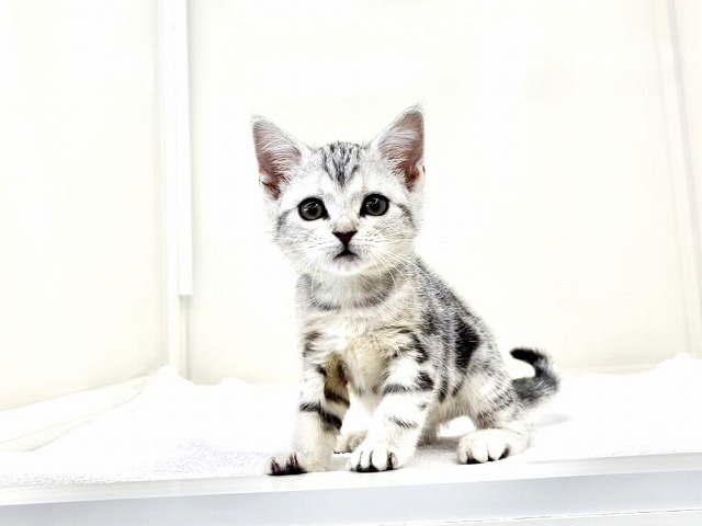 東京都のアメリカンショートヘアー (かねだい本町田店/2025年12月3日生まれ/女の子/シルバータビー)の子猫の2枚目の画像