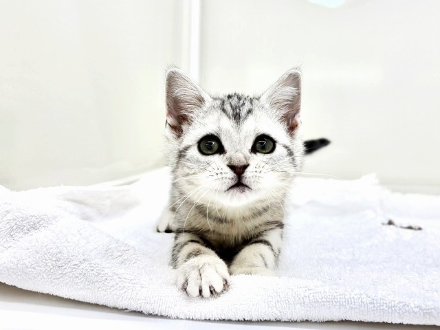 東京都のアメリカンショートヘアー (かねだい本町田店/2025年12月3日生まれ/女の子/シルバータビー)の子猫の3枚目の画像