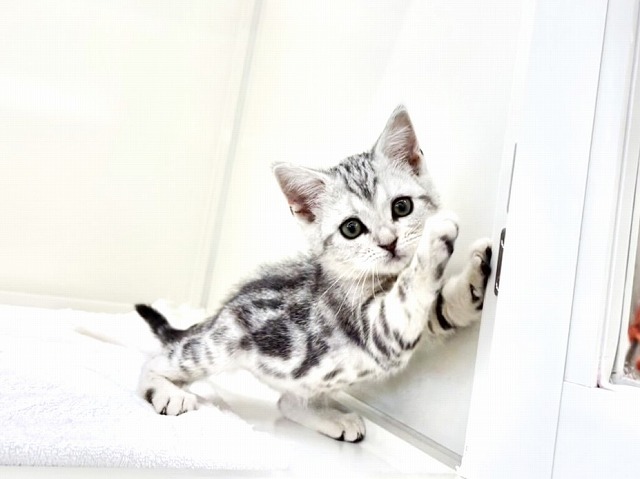 東京都のアメリカンショートヘアー (かねだい本町田店/2025年12月3日生まれ/女の子/シルバータビー)の子猫の4枚目の画像