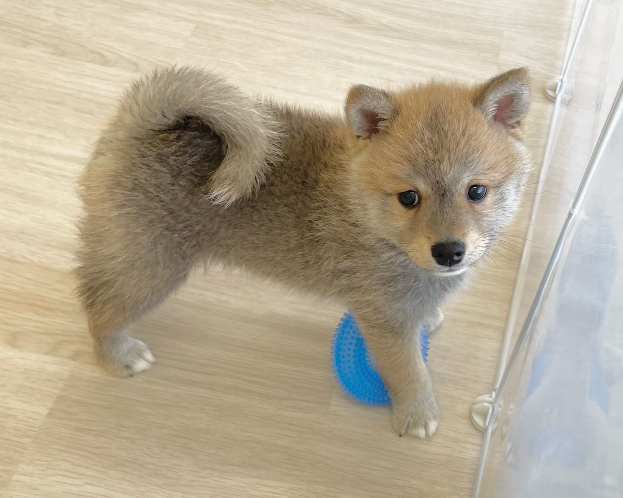 群馬県のポメ柴/豆ポメ/ポメ豆柴(ポメラニアン×柴犬) (かねだいペットトライアル前橋/2025年11月17日生まれ/男の子/赤)の子犬の3枚目の画像