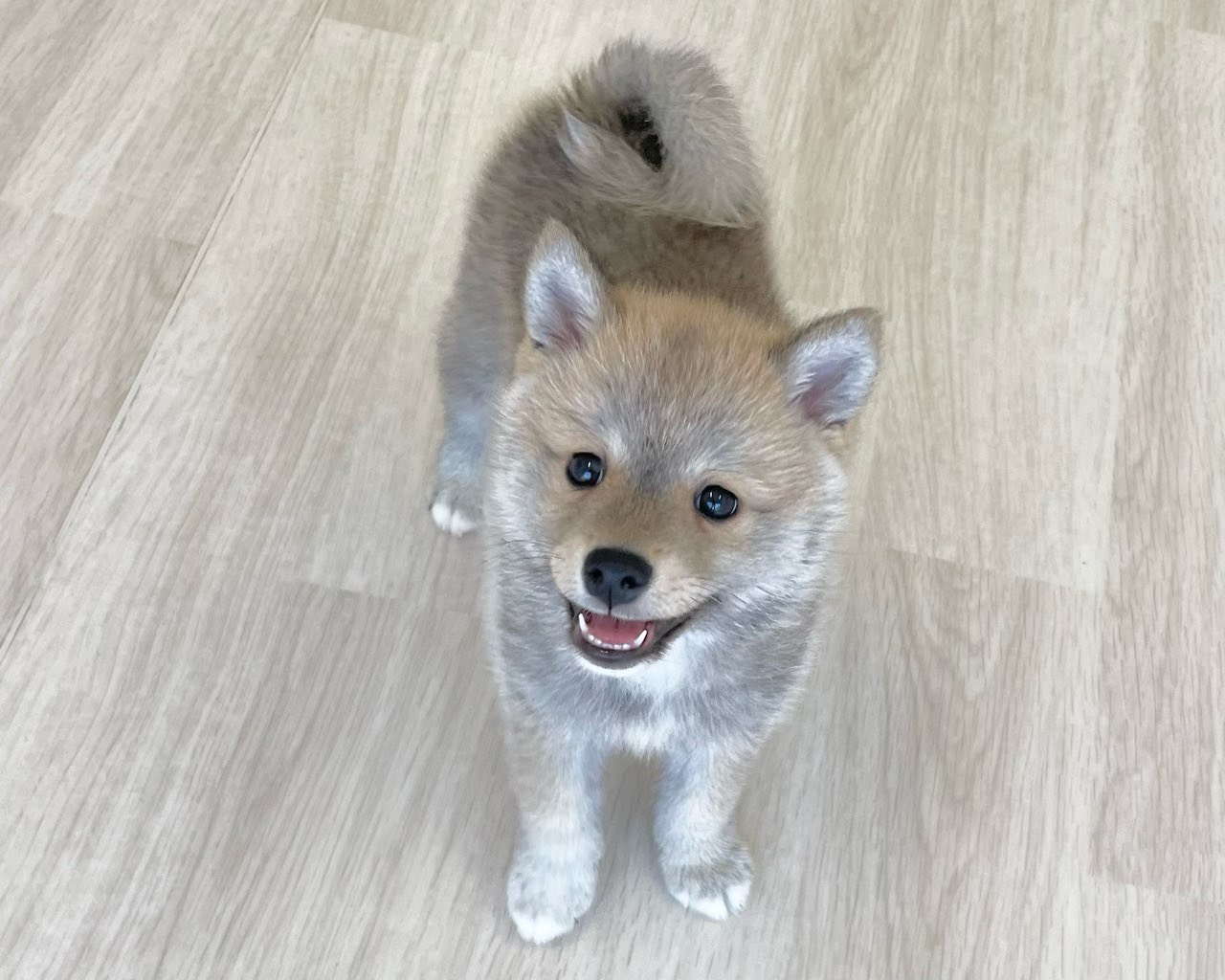 群馬県のポメ柴/豆ポメ/ポメ豆柴(ポメラニアン×柴犬) (かねだいペットトライアル前橋/2025年11月17日生まれ/男の子/赤)の子犬の1枚目の画像