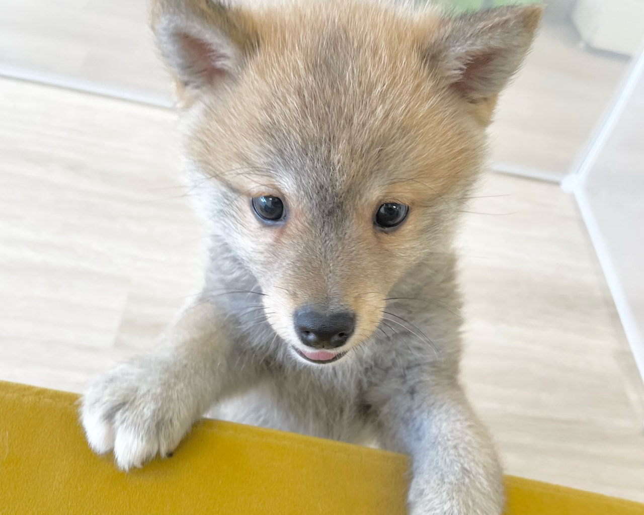 群馬県のポメ柴/豆ポメ/ポメ豆柴(ポメラニアン×柴犬) (かねだいペットトライアル前橋/2025年11月17日生まれ/男の子/赤)の子犬の4枚目の画像