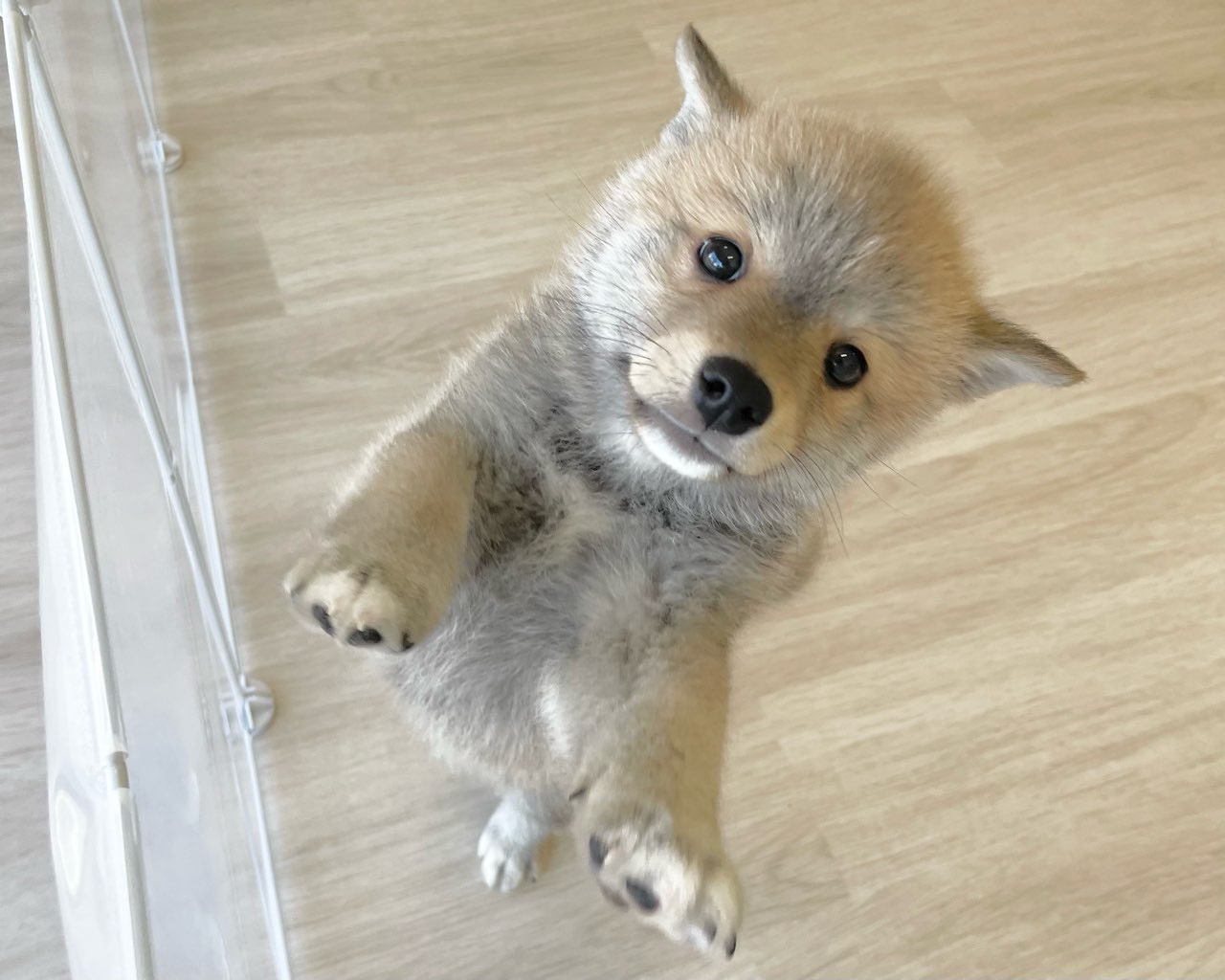 群馬県のポメ柴/豆ポメ/ポメ豆柴(ポメラニアン×柴犬) (かねだいペットトライアル前橋/2025年11月17日生まれ/男の子/赤)の子犬の2枚目の画像