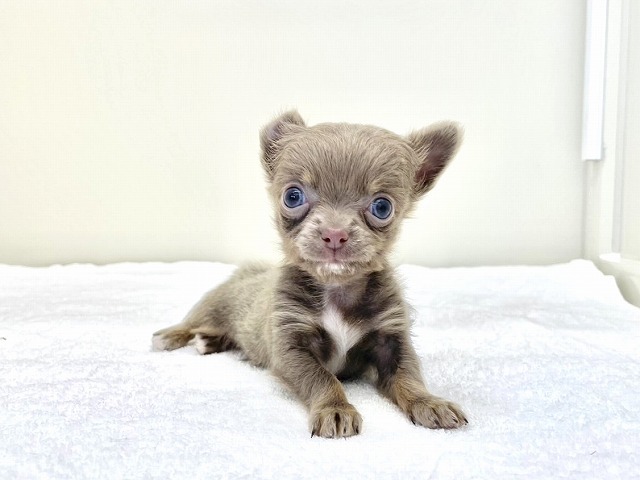 東京都のチワワ(ロング) (かねだい本町田店/2025年12月5日生まれ/男の子/イザベラタン)の子犬の1枚目の画像