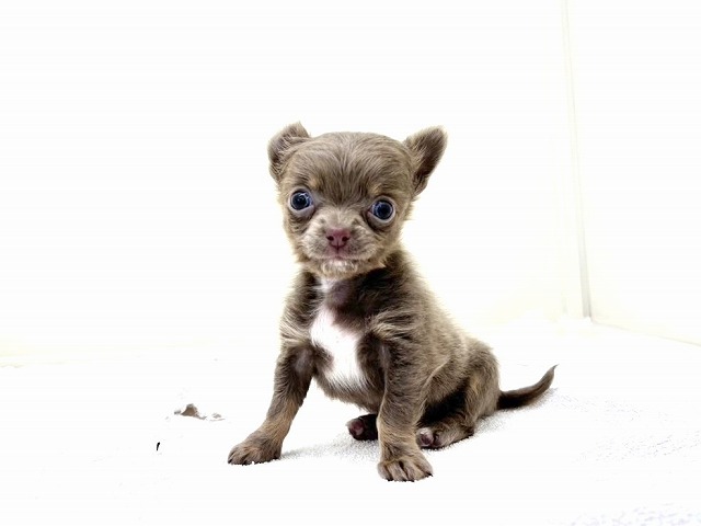 東京都のチワワ(ロング) (かねだい本町田店/2025年12月5日生まれ/男の子/イザベラタン)の子犬の2枚目の画像