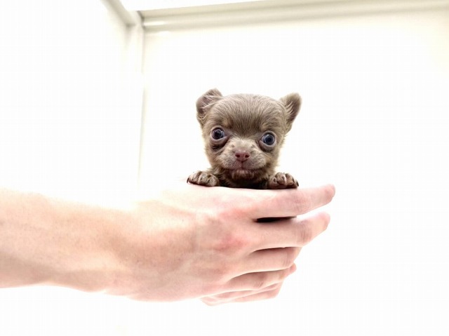 東京都のチワワ(ロング) (かねだい本町田店/2025年12月5日生まれ/男の子/イザベラタン)の子犬の4枚目の画像