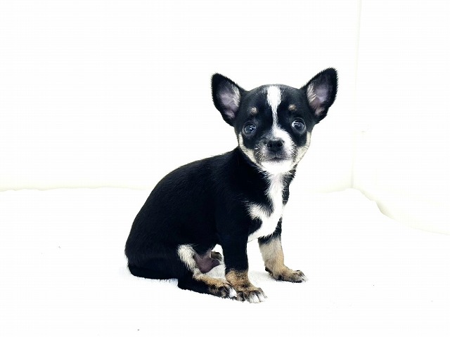 東京都のチワワ(スムース) (かねだい本町田店/2025年12月4日生まれ/男の子/ブラックタンホワイト)の子犬の1枚目の画像