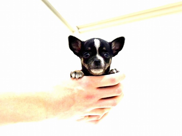 東京都のチワワ(スムース) (かねだい本町田店/2025年12月4日生まれ/男の子/ブラックタンホワイト)の子犬の2枚目の画像