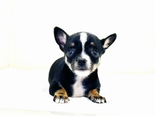 東京都のチワワ(スムース) (かねだい本町田店/2025年12月4日生まれ/男の子/ブラックタンホワイト)の子犬の3枚目の画像