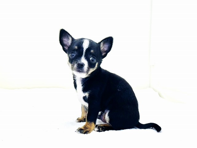 東京都のチワワ(スムース) (かねだい本町田店/2025年12月4日生まれ/男の子/ブラックタンホワイト)の子犬の4枚目の画像