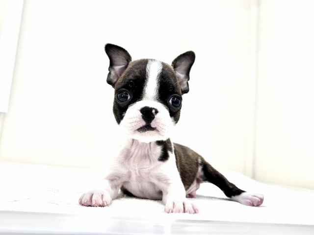 東京都のボスフレ (かねだい本町田店/2025年12月7日生まれ/男の子/ボストンカラー)の子犬