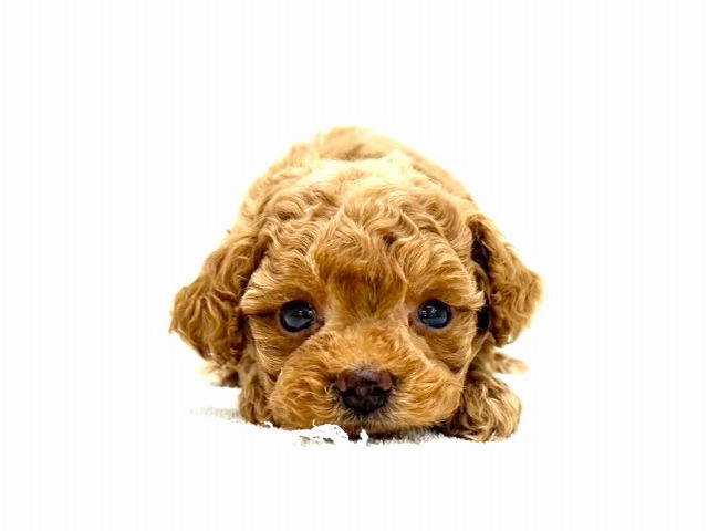 東京都のマルプー(マルチーズ×プードル) (かねだい本町田店/2025年12月5日生まれ/女の子/アプリコット)の子犬の1枚目の画像