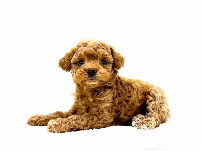 東京都のマルプー(マルチーズ×プードル) (かねだい本町田店/2025年12月5日生まれ/女の子/アプリコット)の子犬の2枚目の画像