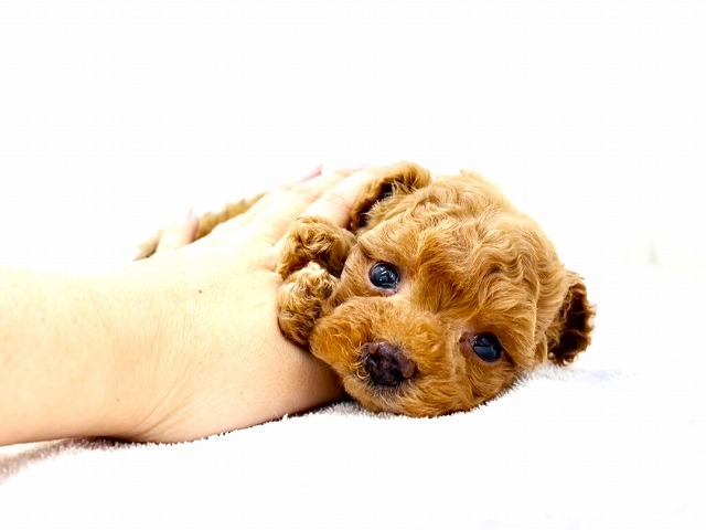 東京都のマルプー(マルチーズ×プードル) (かねだい本町田店/2025年12月5日生まれ/女の子/アプリコット)の子犬の4枚目の画像