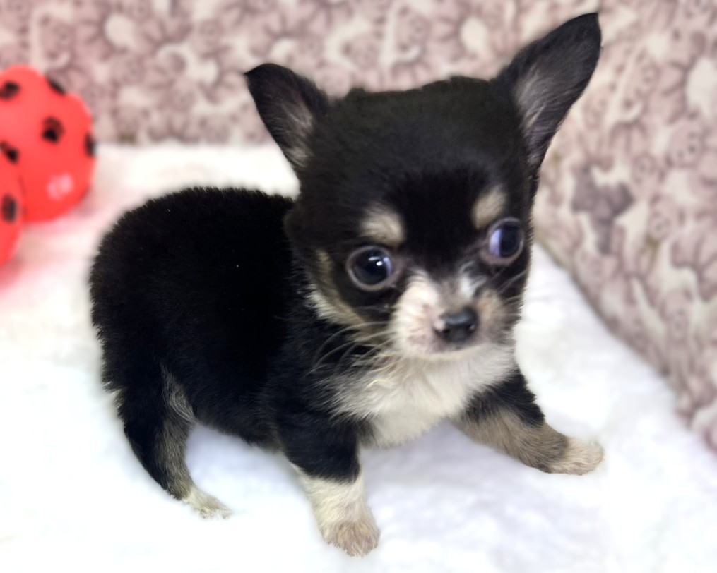 茨城県のチワワ(ロング) (かねだいペットトライアル利根川/2025年12月6日生まれ/女の子/ブラックタンホワイト)の子犬の1枚目の画像