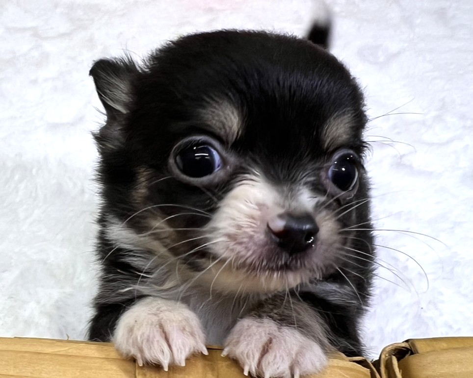 茨城県のチワワ(ロング) (かねだいペットトライアル利根川/2025年12月6日生まれ/女の子/ブラックタンホワイト)の子犬の3枚目の画像