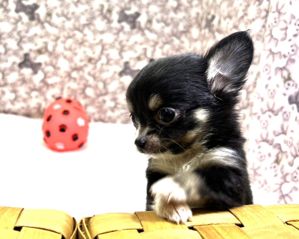 茨城県のチワワ(ロング) (かねだいペットトライアル利根川/2025年12月6日生まれ/女の子/ブラックタンホワイト)の子犬の4枚目の画像